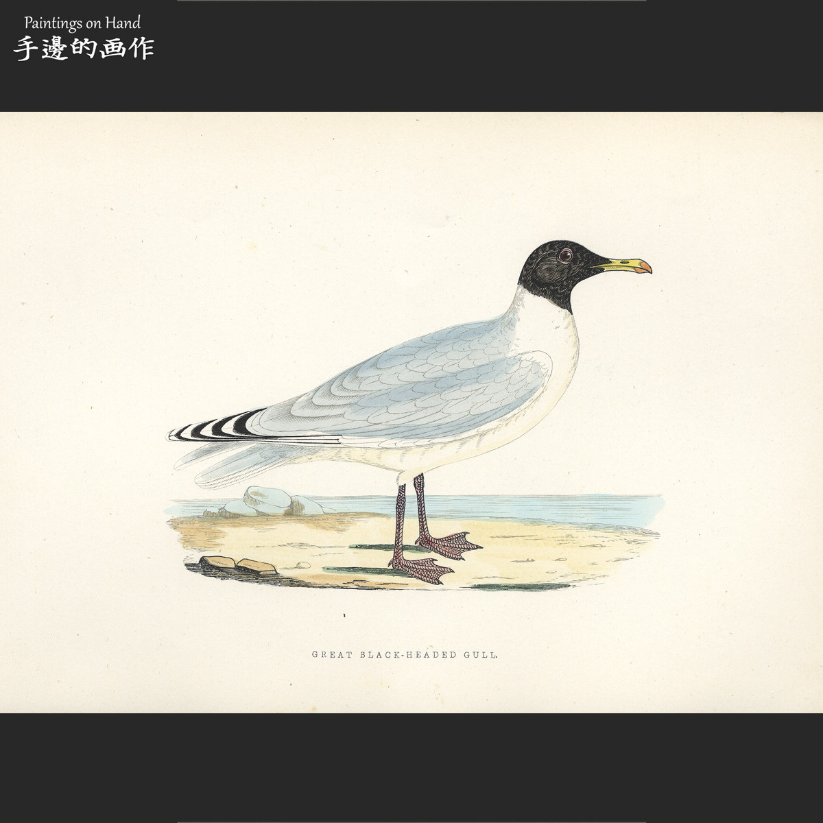 英国1864年手工上色彩色木刻版画动物艺术物件版画