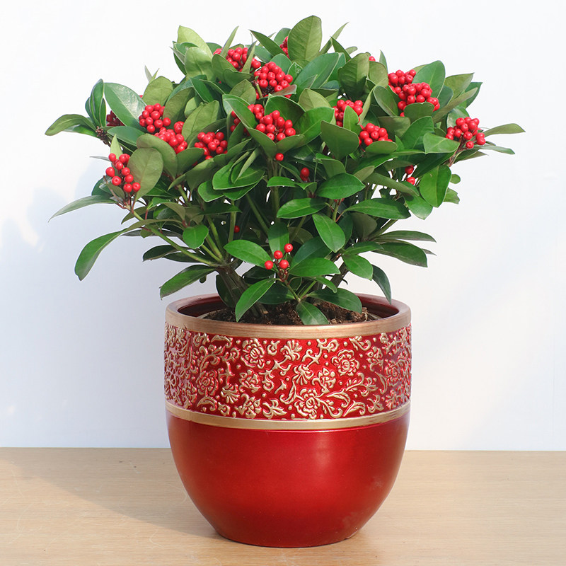 伊禾源名贵红玉珠年宵花卉绿植盆栽带果实观果植物红珍珠绿植盆栽