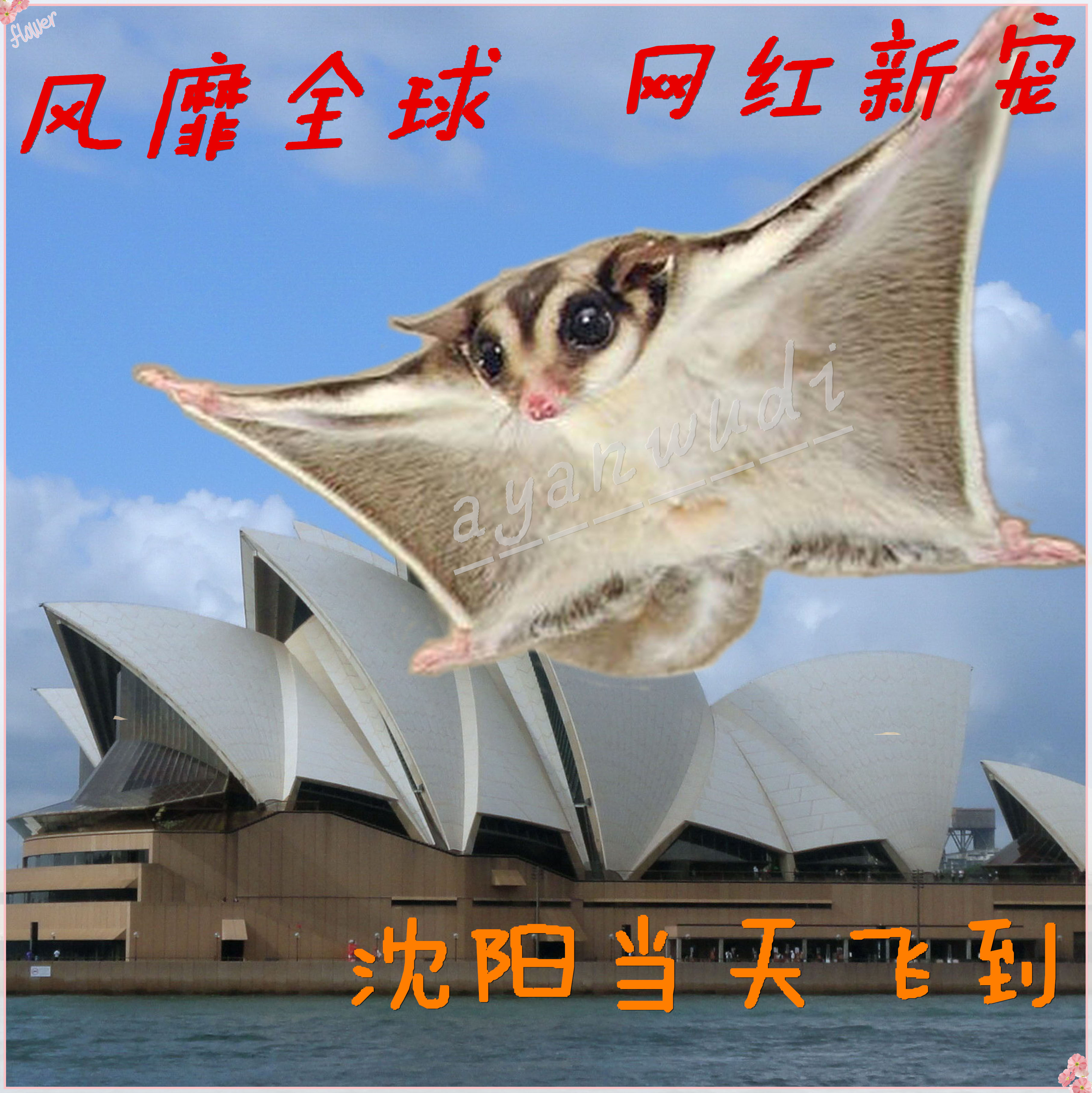 蜜袋鼯活体大额优惠券