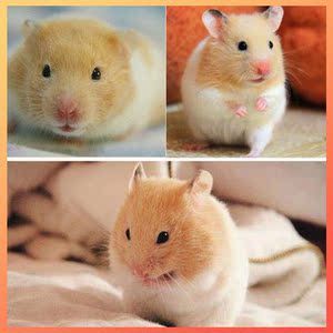 金丝熊一对活物巨型超大情侣仓鼠长毛宠物买一送八幼鼠稀有熊类