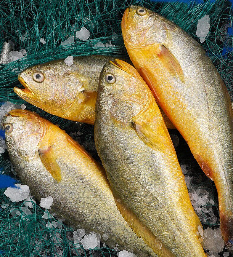 深海鲜嫩黄花鱼生鲜鱼类大黄鱼海鲜水产海鲜鱼类抢拍3条3斤