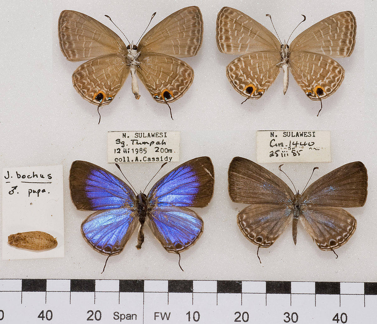 雅灰jamidesbochus小野小野家家的其他工艺饰品雅灰蝶jamidesbochus