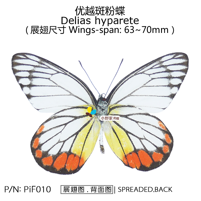 小野家专业专注标本的优惠券大全—优越斑粉蝶delias hyparete 63