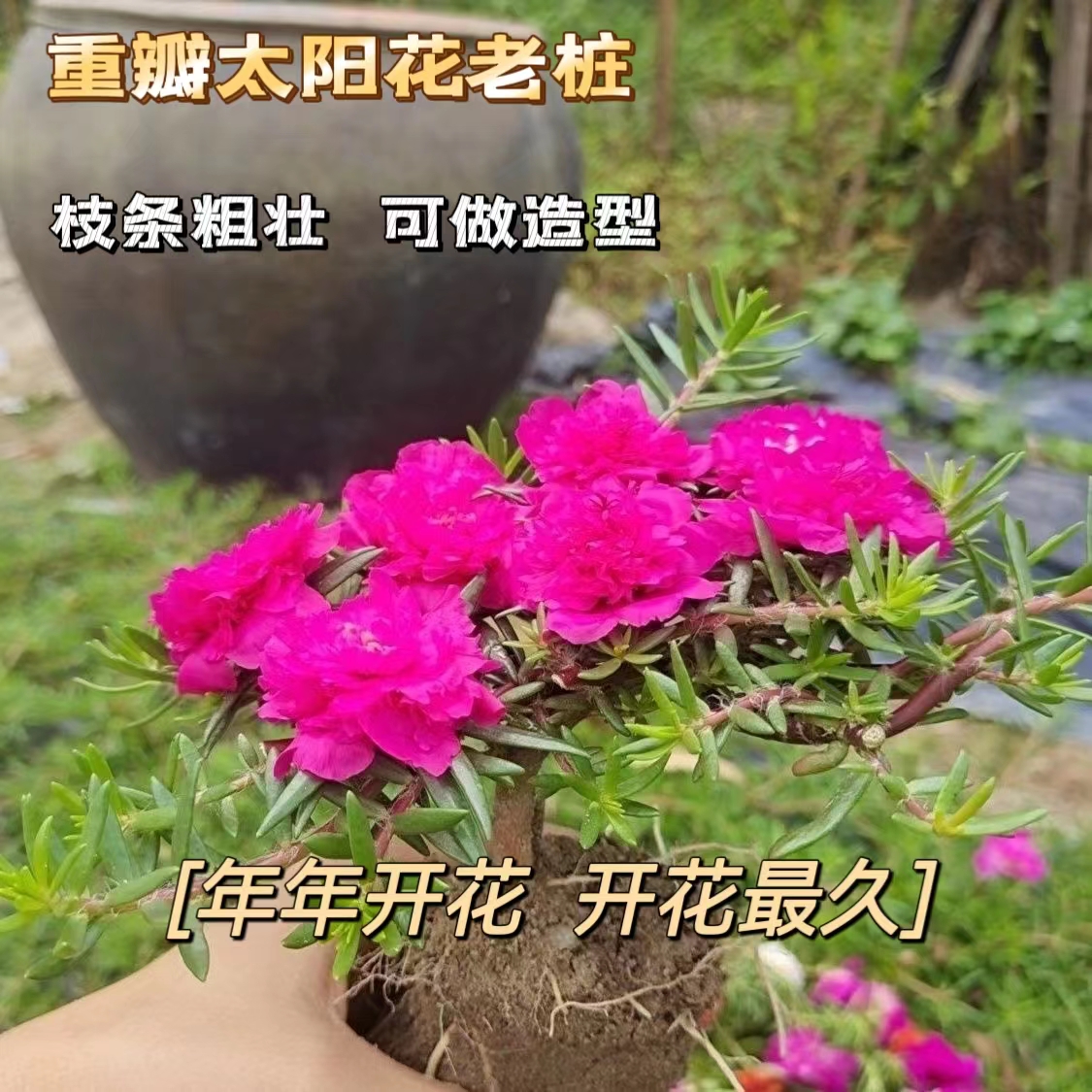 太阳花老桩重瓣牡丹玫红紫玫红王花苗