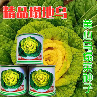 精品塌地乌黄心乌塌菜种子养心菜菊花菜高钙保健耐寒四季蔬菜种籽