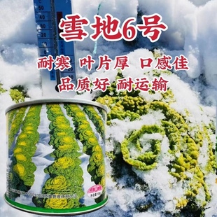 德高雪地6号黄心乌塌菜种子秋冬耐寒蔬菜种籽基地专用黄心菜种孑