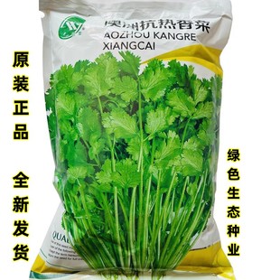 小叶芫荽籽澳洲抗热香菜种子种农老品种春秋阳台盆栽耐热蔬菜种孑