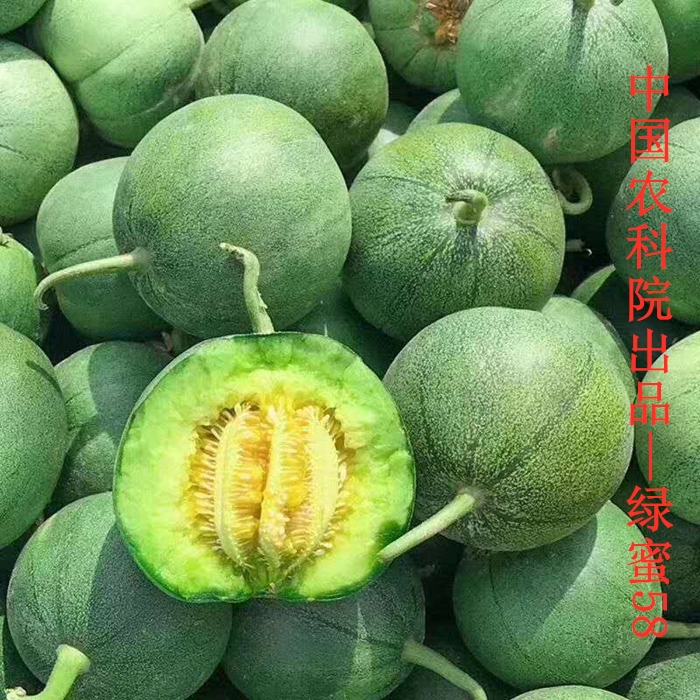 绿蜜58甜瓜种子中国农科院培育香瓜籽绿宝类青皮洋香瓜籽肉质细腻