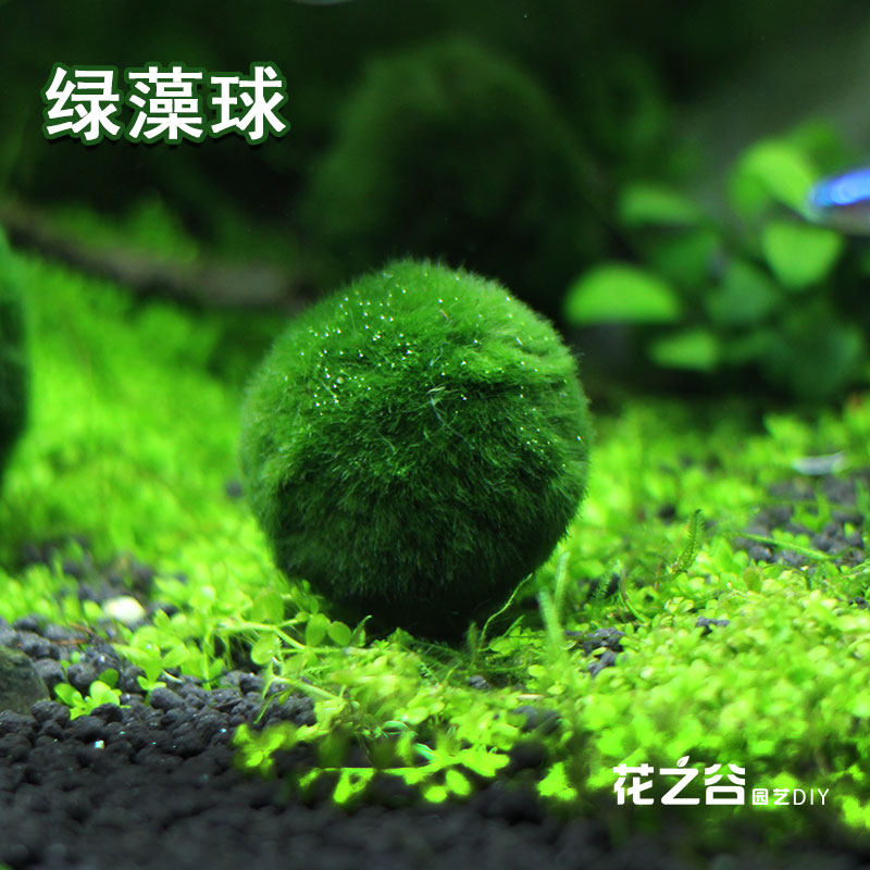 绿藻球活体阴性水草 鱼缸水族箱造景微景观养虾diy装饰10包邮