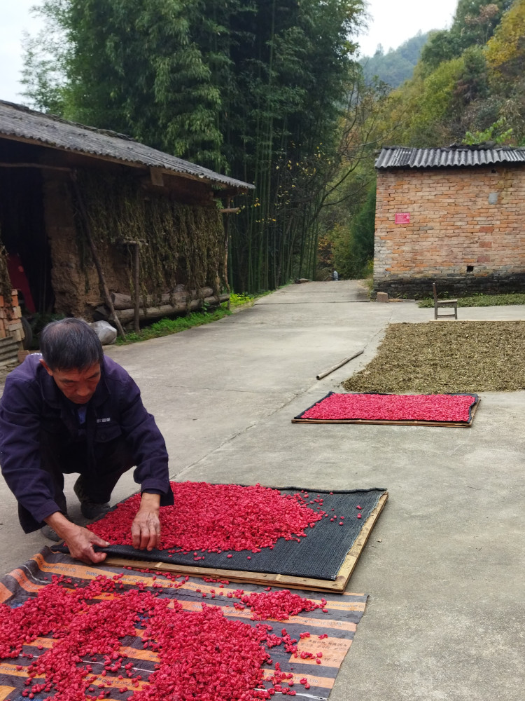 秦岭山茱萸中药材500g正品野生山茱萸肉枣皮五味子山茱萸干代茶饮