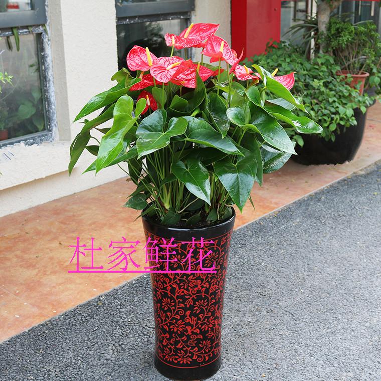 西安鲜花 红掌大盆栽 大展宏图 开业祝贺 乔迁之喜 净化空气|msdalam kategori penghantaran bunga/bunga simulasi/tumbuhan berkebun, bunga/Tumbuh-tumbuhan tumbuh-tumbuhan pasu (baru), tumbuhan yang besar/Pasu komposisi siap - dari Buy2taobao.com untuk memberikan perkhidmatan ejen Taobao profesional membeli