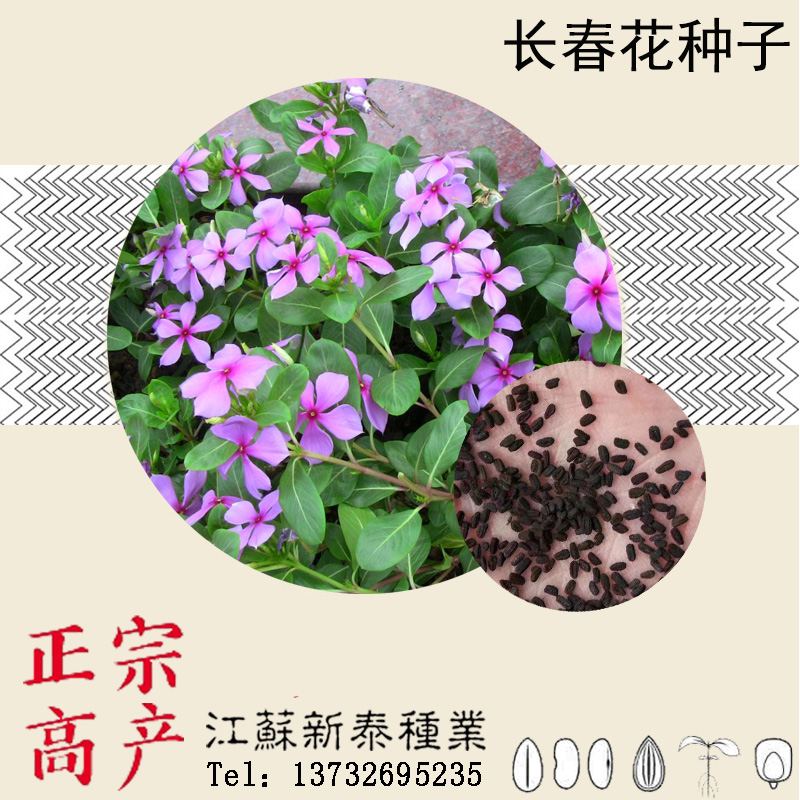 特价长春花种子包邮
