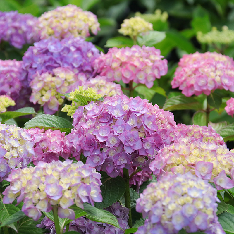 绣球花苗盆栽阳台花卉花神玉段花庭院四季好养耐寒观花植物 1加仑
