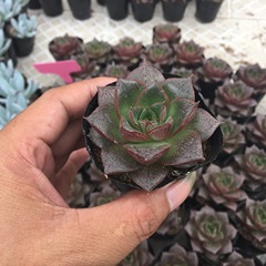 多肉植物大和锦单头4-5CM室内多肉组合盆栽防辐射绿植花卉满额包