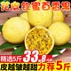 【花皮】广西钦蜜9号黄金百香果9斤新鲜大果热带水果当季包邮