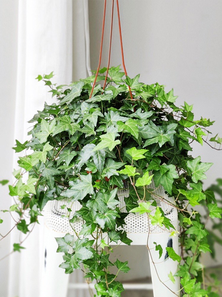 常春藤怎么养护(爬藤月季怎么养护) - 123植物网