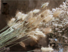 【兔尾草】原生态家居装饰摆设艺术干花干草兔尾草拍摄道具小兔尾