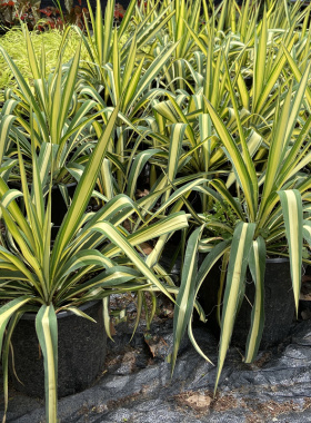 金心丝兰盆栽多年生耐热花镜灌木