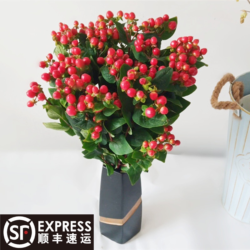 红豆 相思豆 火龙珠 鲜花 家庭插花摆件 云南昆明基地直发 花期长