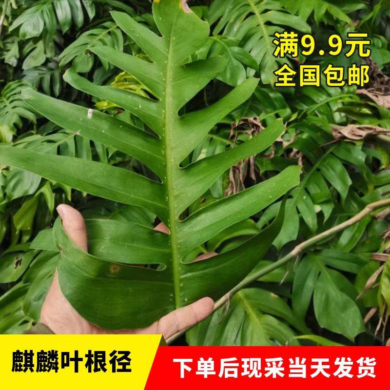 麒麟叶药用老桩麒麟尾爬树龙飞天蜈蚣百足藤四季常绿观叶绿植包邮