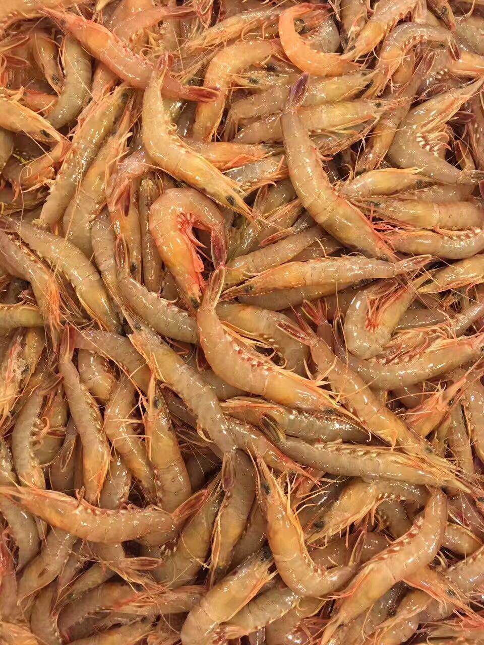 青龙虾 活_活皮虾海虾滑皮大虾青壳活鲜活龙虾舟山特产野生海鲜鲜活