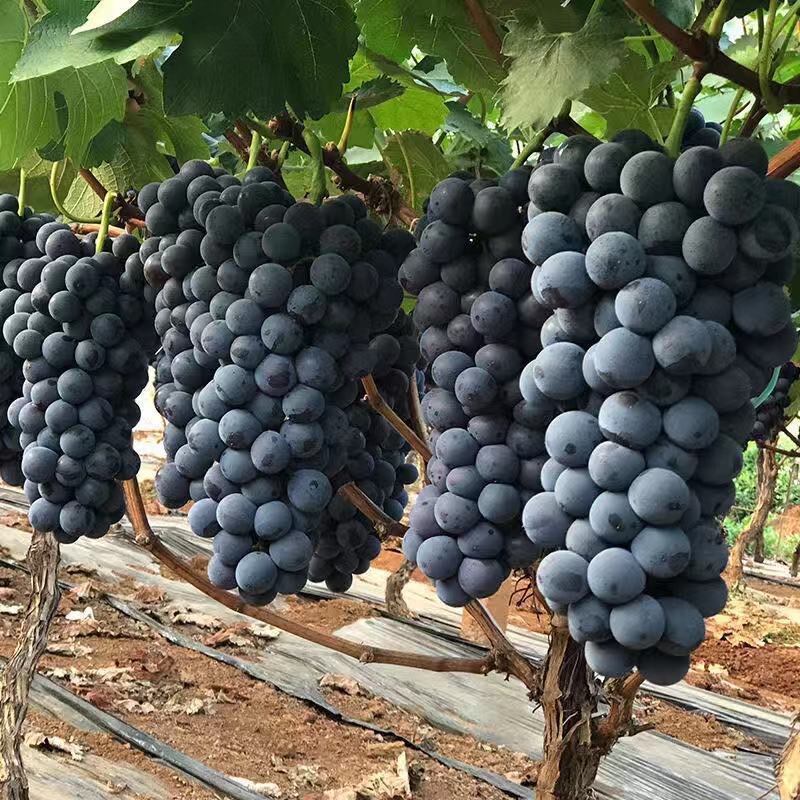 葡萄树苖特大巨峰树苗蓝宝石阳光玫瑰南方北方种植当年结果树果苗