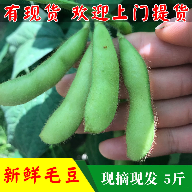 毛豆新鮮 5斤包郵帶殼現摘青毛豆莢農家自種應季蔬菜青豆綠豆莢在類目 水產肉類/新鮮蔬果/熟食, 新鮮蔬菜/蔬菜製品, 新鮮蔬菜, 新鮮豆類中 - 來自Buy2taobao.com提供專業的淘寶代購服務