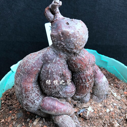 绿植盆栽实生块根象足豆多肉园艺实生绿植口碑好店