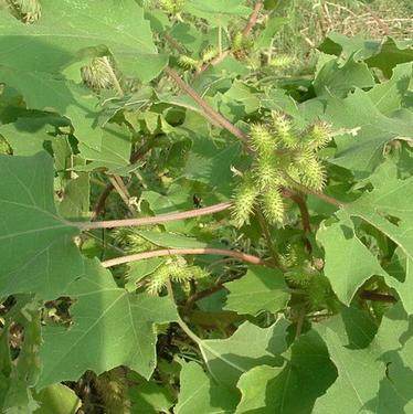 苍耳新鲜野生苍耳叶苍耳草苍耳子痴头芒500克