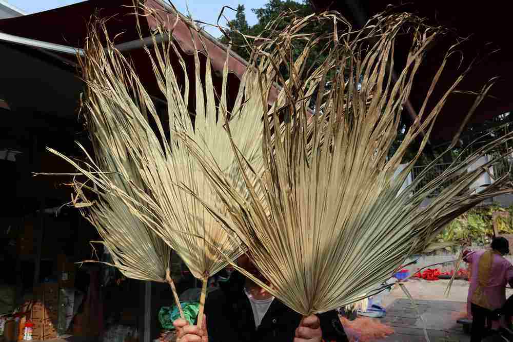 【蒲扇】自然蒲扇葵叶棕榈叶婚礼道具空间美陈花艺软装拍照diy