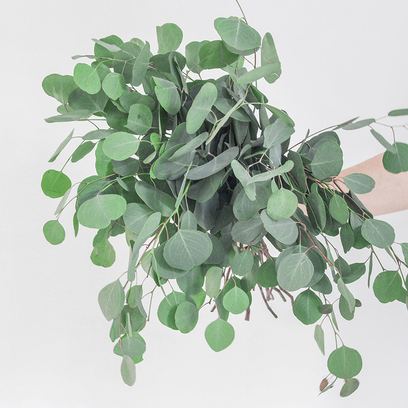 进口圆叶尤加利鲜花家庭婚庆花苹果叶桉树插花水养鲜切花可做干花