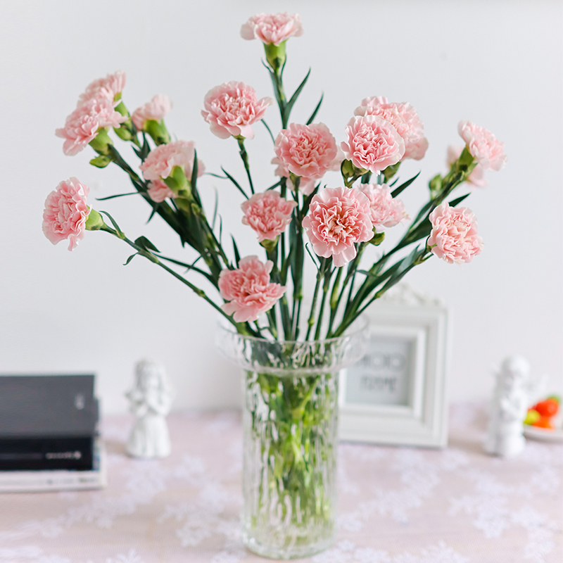 粉佳人单头康乃馨礼物礼品鲜切花粉色鲜花办公室家用水养插花室内