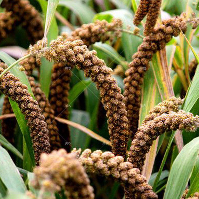 黑谷小米种子防虫鸟大穗璐通黑珍珠春夏播高产露地种植香糯黑小米