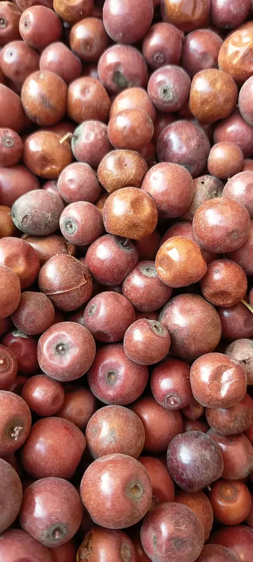 野生酸枣小酸枣原生态睡眠500克包邮