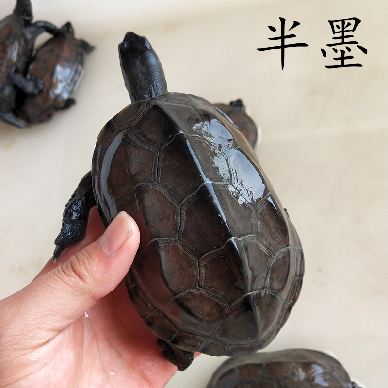 草龟公中华草龟金线龟公成年公大草龟公种龟可繁殖草龟用草龟乌龟