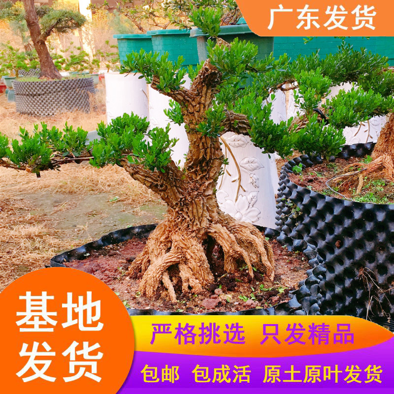 皱皮雀舌黄杨树苗高档造型名贵盆景小叶黄杨盆栽石柳苗龙鳞黄杨苗