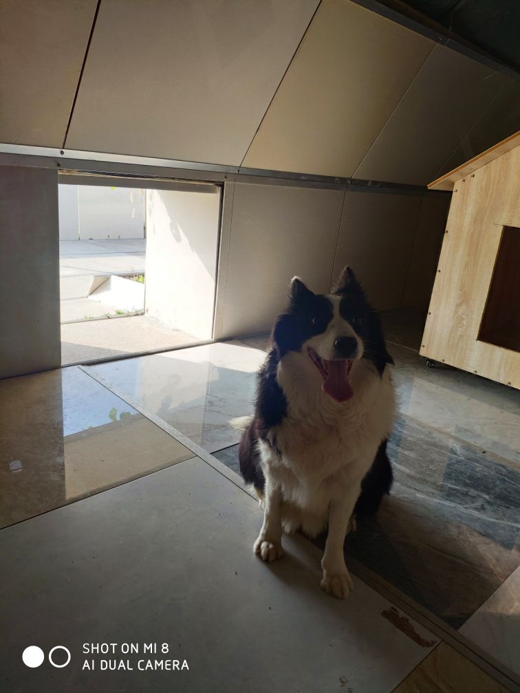 上海提供宠物狗狗猫兔子龟寄养全部单独散养不关笼子上海免费接