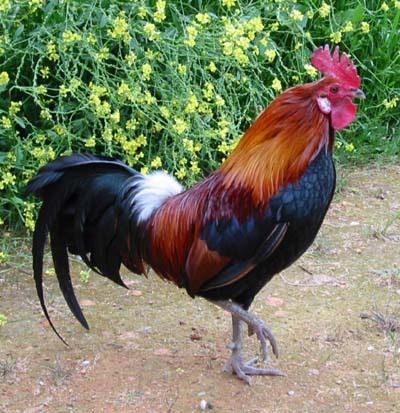 清真回回伊斯兰散养原生态柴公鸡土鸡拍下以后再宰清真生鸡清真鸡