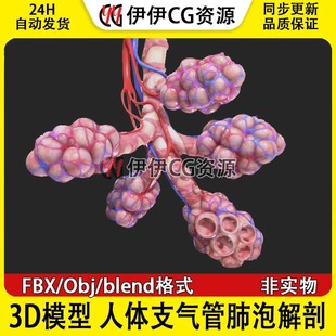 3D模型FBX医学结构解剖人体支气管肺泡解剖blend格式PBR材质OBJ