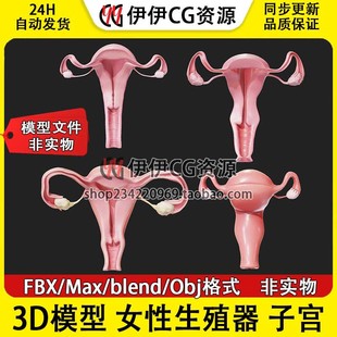 3D模型3Dmax FBX医学结构解剖人体女性生殖系统blend子宫解剖卵巢