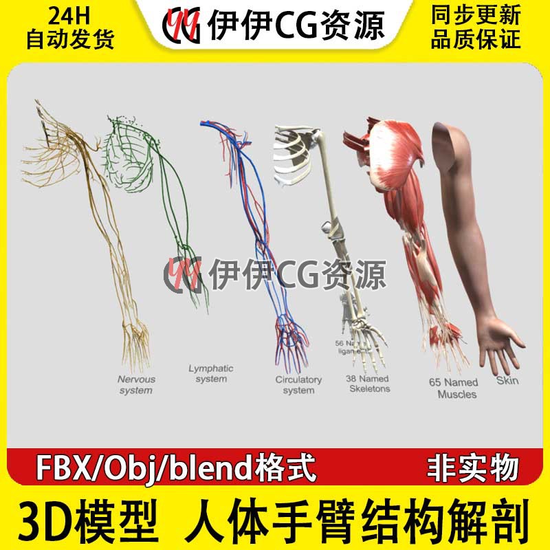 3D模型FBX人体手臂结构解剖bl