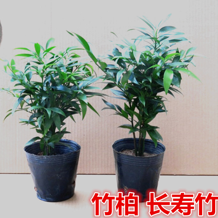 竹柏树苗盆景兴旺竹长寿竹柏植物盆栽阳台室内花卉四季常青可驱蚊