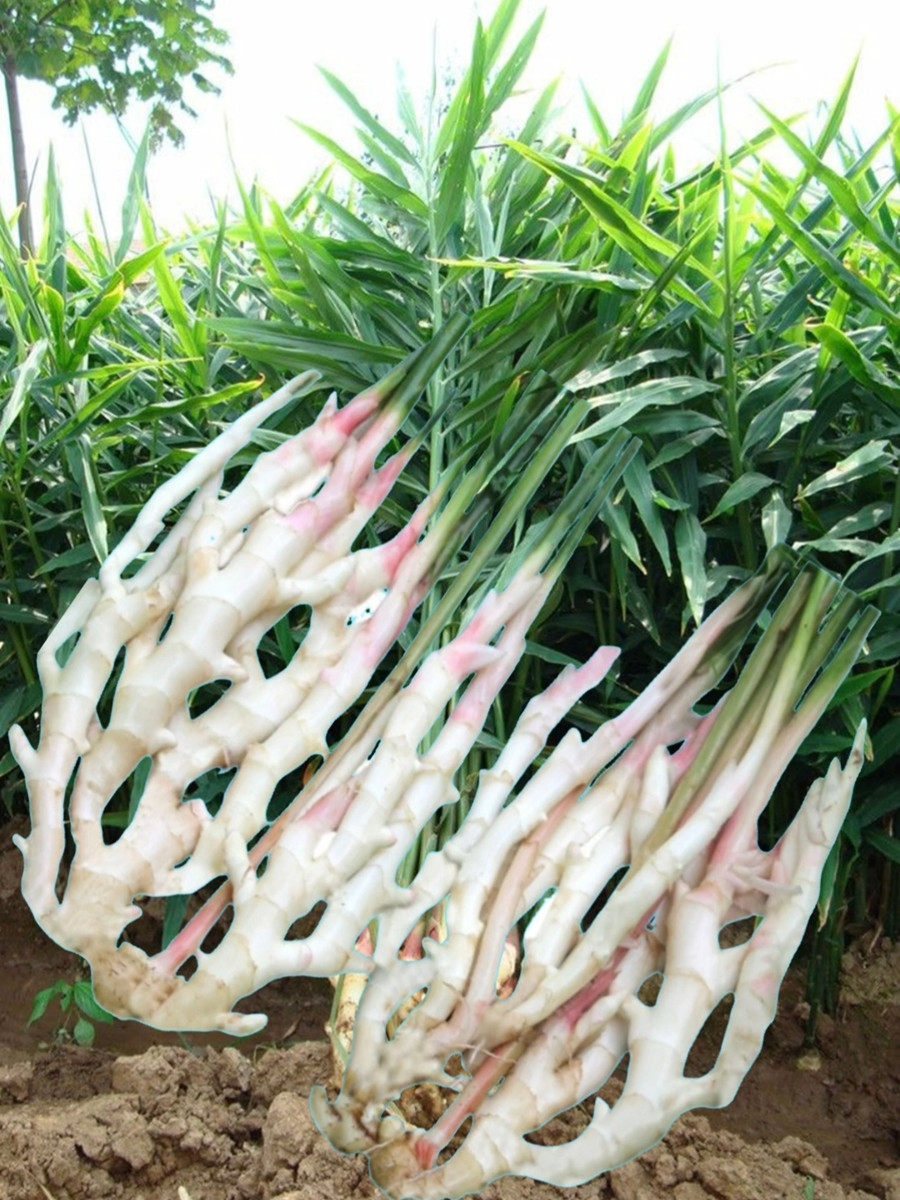 四川乡野坚墙之家新鲜仔姜生姜嫩姜姜芽子泡姜农家种植姜指姜竹根