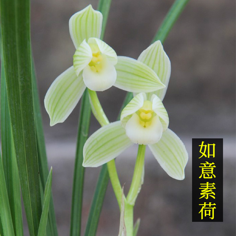 兰花如意素荷花苗莲瓣名品荷瓣素心花卉