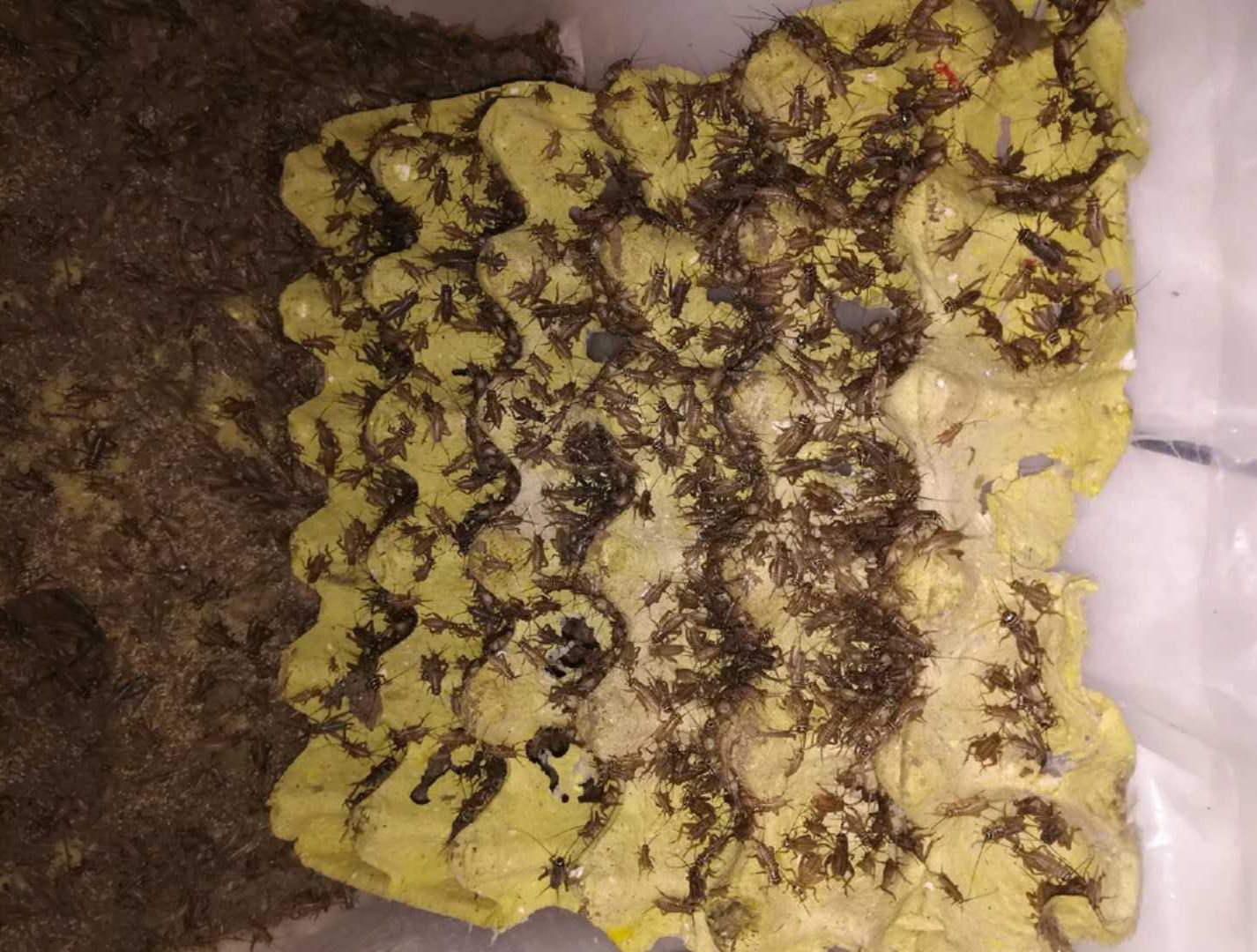 蟋蟀大全——其他用品