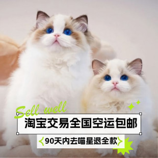 布偶猫幼猫纯种蓝双海双山猫长毛赛级仙女猫幼崽活物宠物猫咪活体