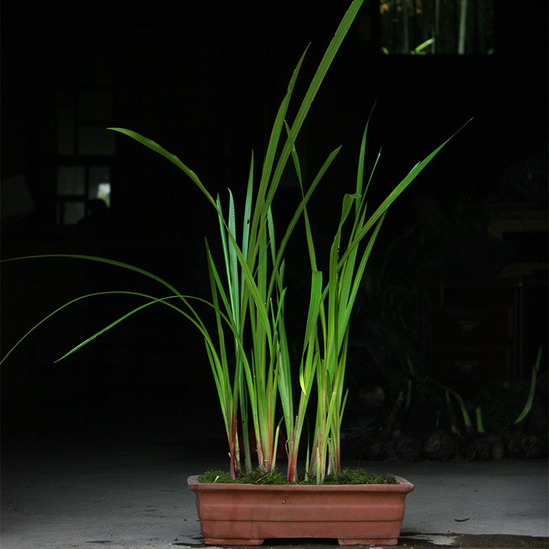 菖蒲苗室外水培植物观赏池塘沼泽挺水室内盆栽驱蚊净化水菖蒲剑优惠券