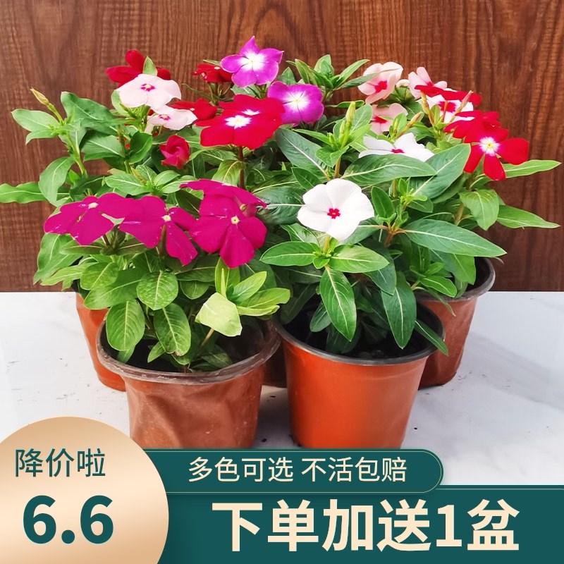 新品长春花盆栽带花苞小苗花卉天天开特色大苗重瓣四季窗阳台室外