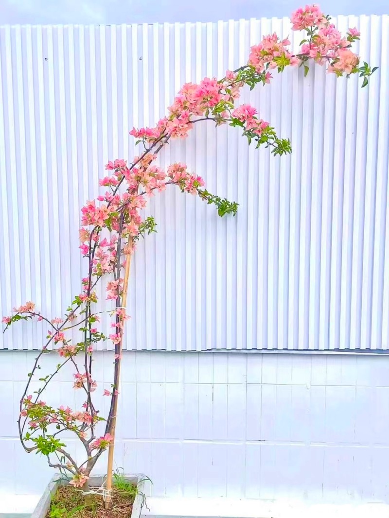 马斯三角梅盆栽苗勤花易活庭院阳台爬藤垂丝老桩重瓣四季花卉多色