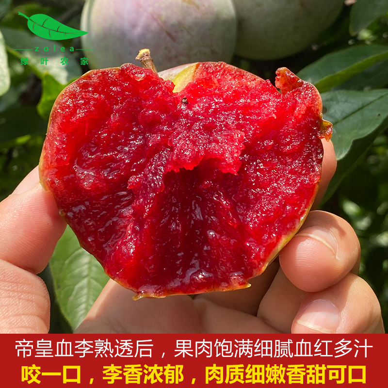 新鲜现摘味帝皇玫瑰血恐龙蛋李子红心